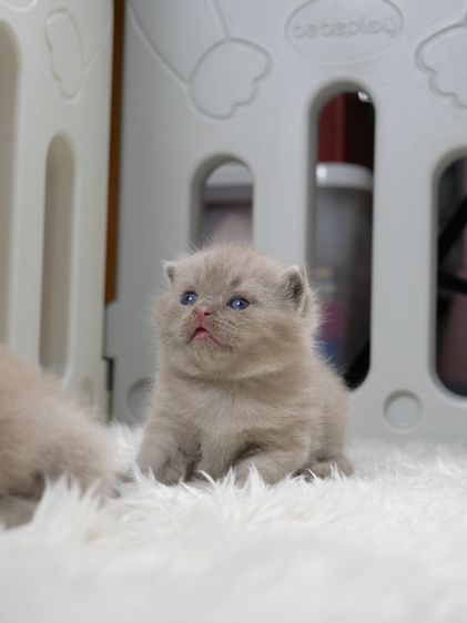 แมวบริติชช๊อตแฮร์(WCF)เพศชายสีไลแลก02 รูปที่ 7