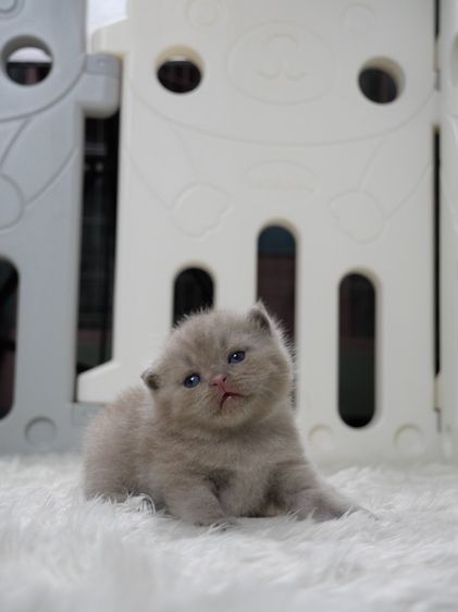 แมวบริติชช๊อตแฮร์(WCF)เพศชายสีไลแลก02 รูปที่ 6