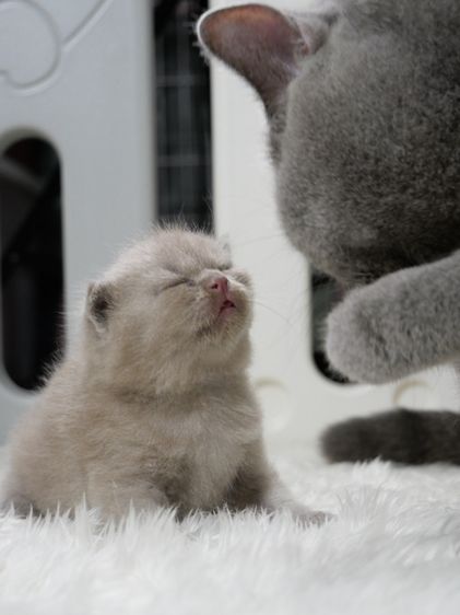 แมวบริติชช๊อตแฮร์(WCF)เพศชายสีไลแลก02 รูปที่ 8