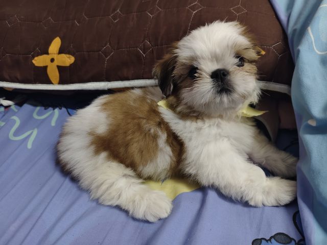 ชิสุแท้ รูปที่ 5