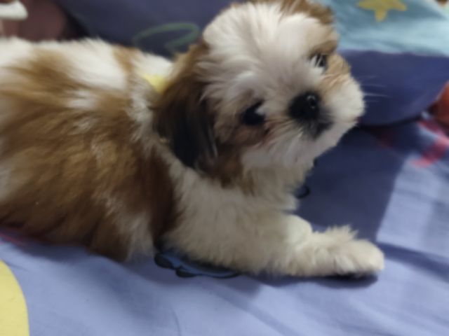 ชิสุแท้ รูปที่ 4