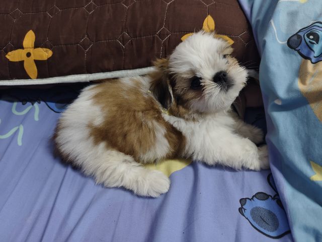 ชิสุแท้ รูปที่ 3