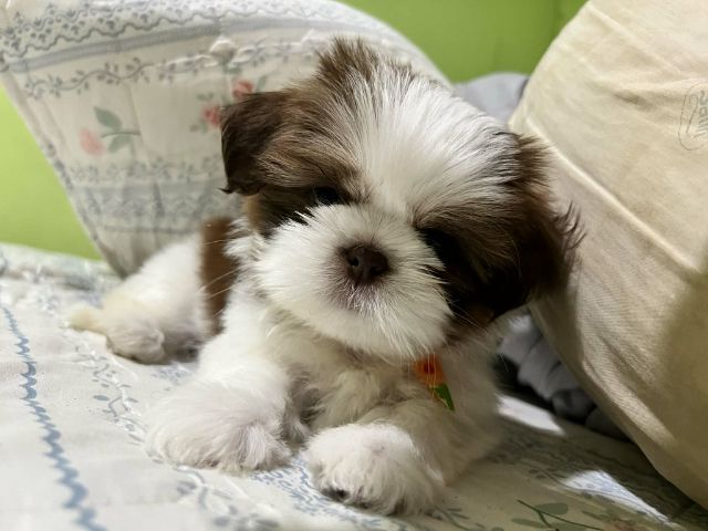 ชิสุ (Shih Tzu) ชิสุแท้