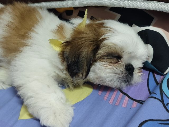 ชิสุแท้ รูปที่ 2