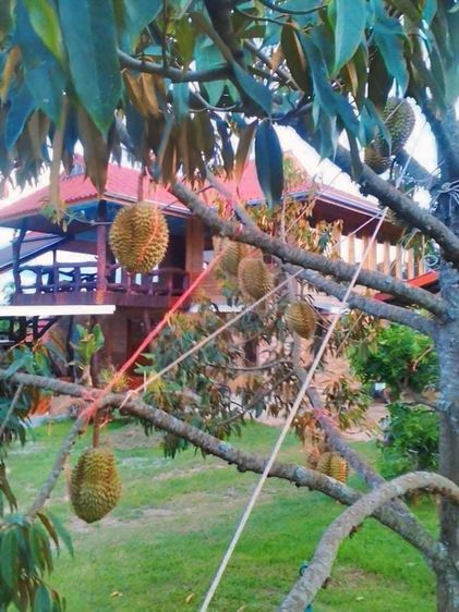 ไม่ใช่ 🔥 หลุดจอง ที่ดิน 6 ไร่  บ้าน  สวนทุเรียนให้ผลแล้ว (จ.เพชรบูรณ์) รูปที่ 4