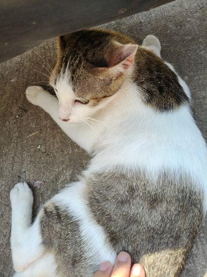 แมวน่ารัก รูปที่ 3