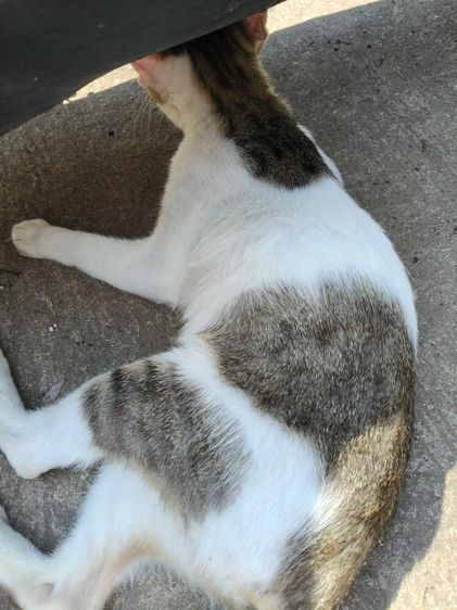 แมวไทย (Thai Cat) แมวน่ารัก