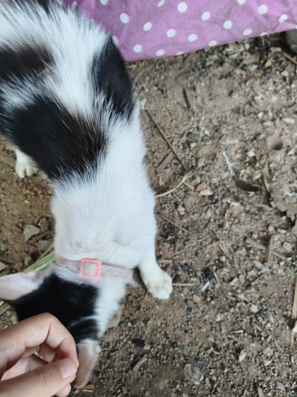 แมวน่ารัก รูปที่ 4