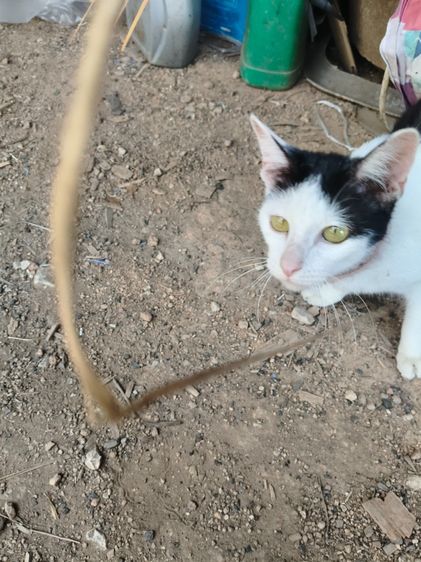 แมวน่ารัก ลำปาง รูปที่ 5