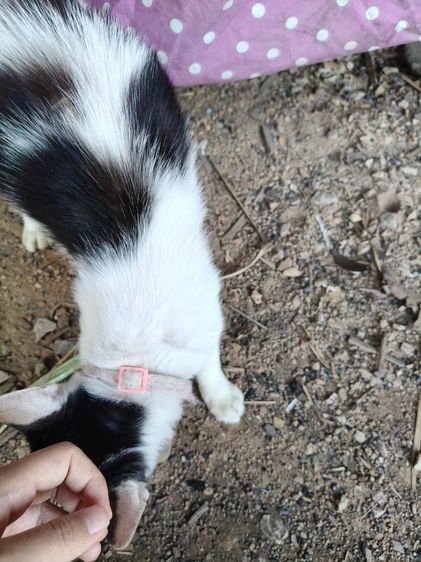 แมวน่ารัก ลำปาง รูปที่ 6