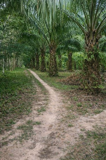 🌴 สวนปาล์มน้ำมัน พร้อมเก็บผลผลิต ทำเลดี ใกล้ถนน 🌴  ขายสวนปาล์มน้ำมัน แปลงสวย พร้อมทำต่อได้ทันที ปาล์มอายุ 8 ปี ให้ผลผลิตแล้ว รูปที่ 4