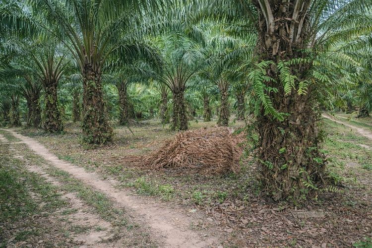 🌴 สวนปาล์มน้ำมัน พร้อมเก็บผลผลิต ทำเลดี ใกล้ถนน 🌴  ขายสวนปาล์มน้ำมัน แปลงสวย พร้อมทำต่อได้ทันที ปาล์มอายุ 8 ปี ให้ผลผลิตแล้ว รูปที่ 2