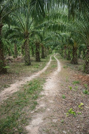 🌴 สวนปาล์มน้ำมัน พร้อมเก็บผลผลิต ทำเลดี ใกล้ถนน 🌴  ขายสวนปาล์มน้ำมัน แปลงสวย พร้อมทำต่อได้ทันที ปาล์มอายุ 8 ปี ให้ผลผลิตแล้ว รูปที่ 3