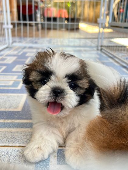 ชิสุ (Shih Tzu) ขายลูกสุนัขชิสุพันธ์เล็ก