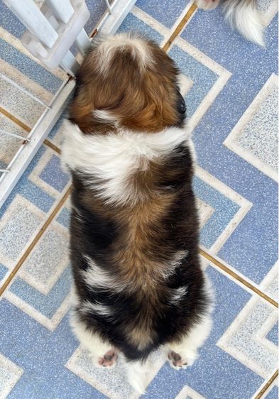 ขายลูกสุนัขชิสุพันธ์เล็ก รูปที่ 4