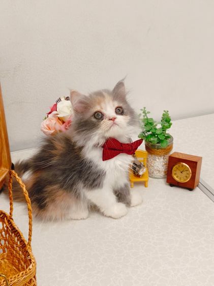 สก็อตติช โฟลด์ (Scottish Fold) แมว scottish 3สี