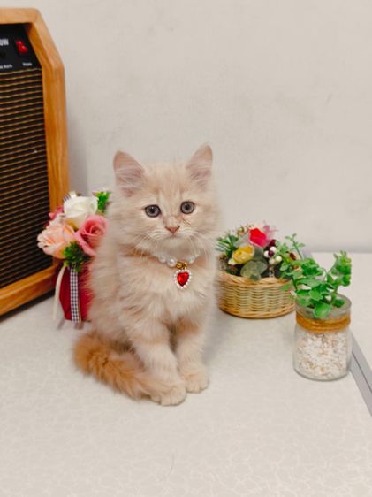 แมว scottish สีขาว รูปที่ 3