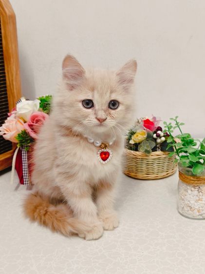 แมว scottish สีขาว รูปที่ 2