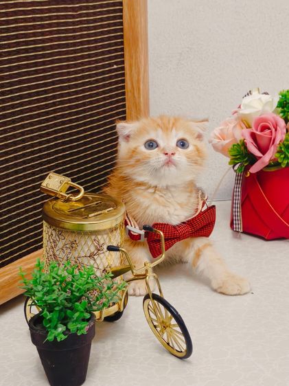สก็อตติช โฟลด์ (Scottish Fold) แมว scottish สีส้มหูพับ มีลายหัวใจข้างหลัง