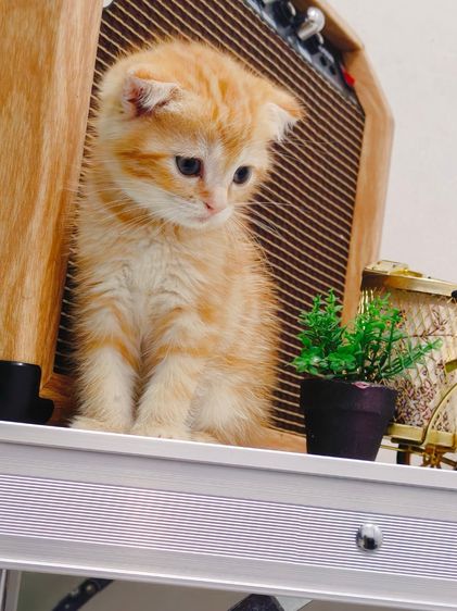 แมว scottish สีส้มหูพับ มีลายหัวใจข้างหลัง รูปที่ 4