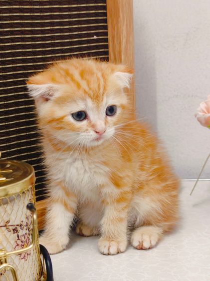 แมว scottish สีส้มหูพับ มีลายหัวใจข้างหลัง รูปที่ 2