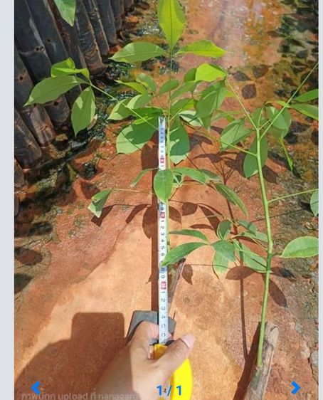 ยางพารา2ฉัตร รูปที่ 5