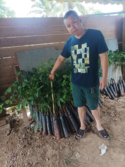 ยางพารา2ฉัตร รูปที่ 8