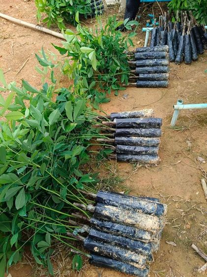 ยางพารา2ฉัตร รูปที่ 7