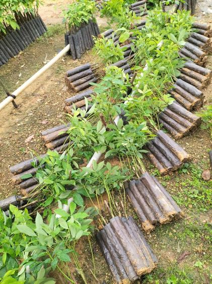 ต้นไม้จริง ยางพารา2ฉัตร