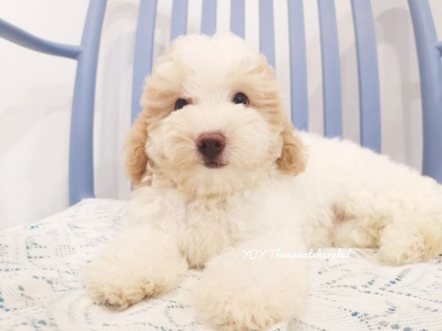 พุดเดิ้ล (Poodle) กลาง ลูกสาว หมีหมี 

MiniturePoodle 