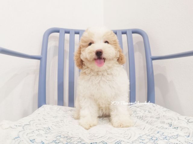 ลูกสาว หมีหมี 

MiniturePoodle  รูปที่ 3