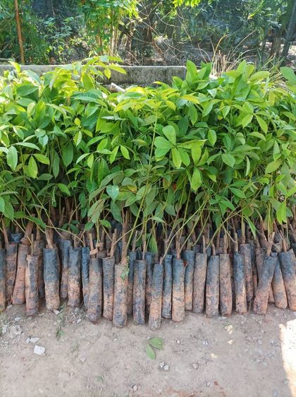 กล้ายางพารา รูปที่ 2