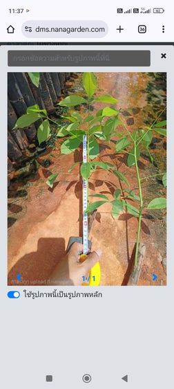 กล้ายางพารา รูปที่ 4