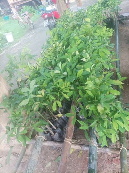 กล้ายางพารา รูปที่ 3