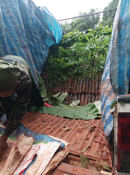 กล้ายางพารา รูปที่ 5