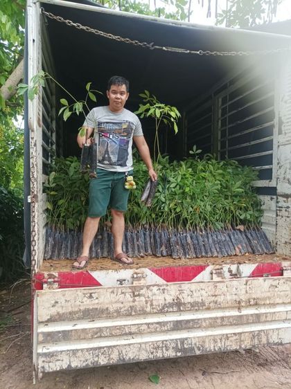 กล้ายางพารา รูปที่ 6