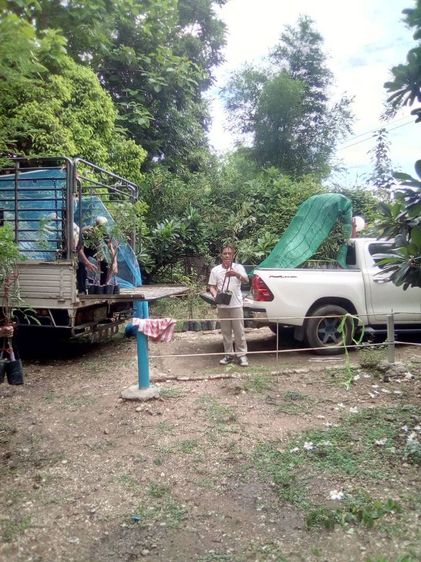 กล้ามะขามเปรียวยักษ์กิ่งทาบ รูปที่ 7