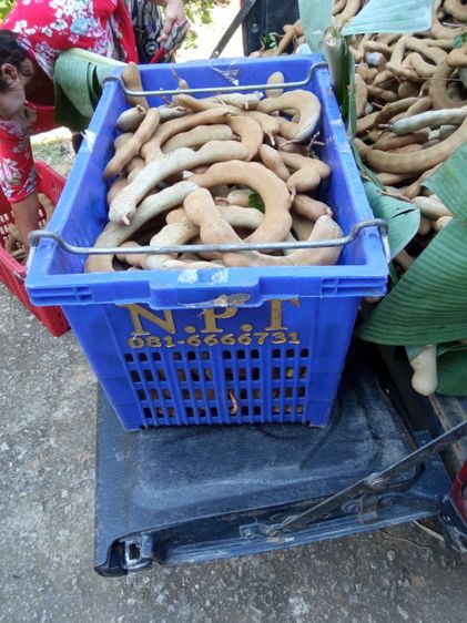 กล้ามะขามเปรียวยักษ์กิ่งทาบ รูปที่ 2