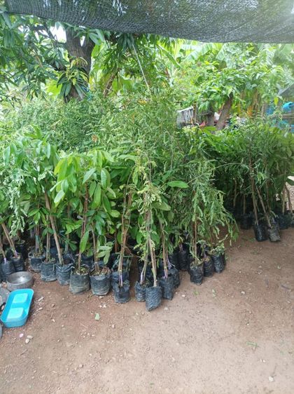 กล้ามะขามเปรียวยักษ์กิ่งทาบ รูปที่ 5