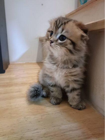 แมวสก๊อตติข รูปที่ 5