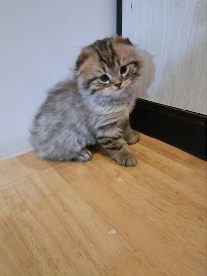 แมวสก๊อตติข รูปที่ 6