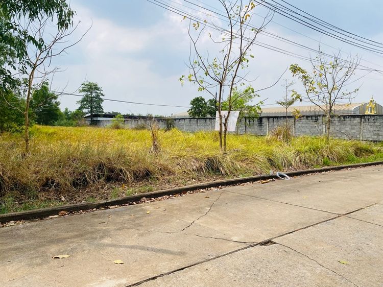 ใช่ ขายที่ดินด่วนถูก คลองหลวงคลองสาม วา6200บาท รูปที่ 2
