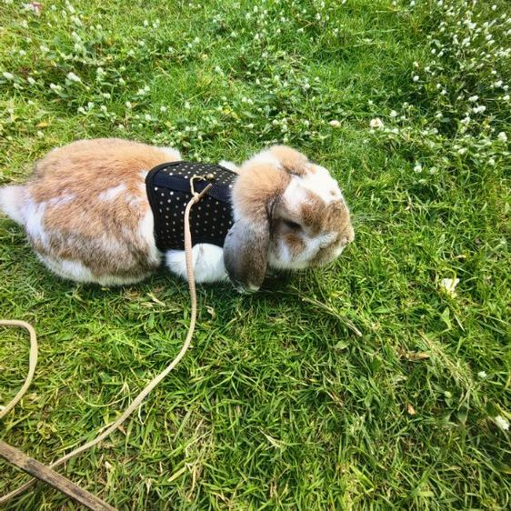 กระต่ายฮอนแลนลอป HL รูปที่ 6