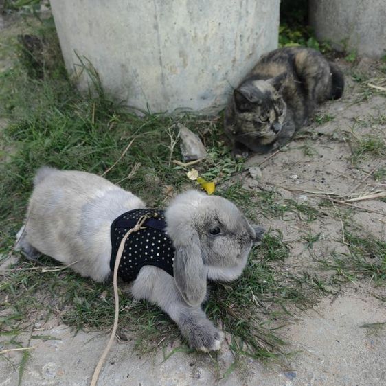 กระต่ายฮอนแลนลอป HL รูปที่ 12