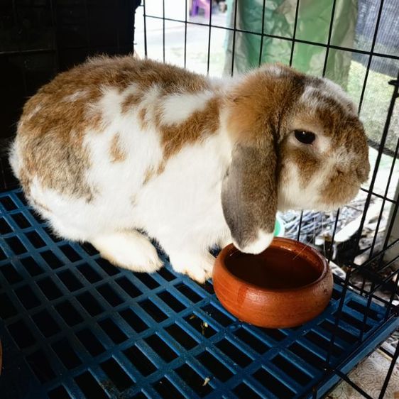 กระต่ายฮอนแลนลอป HL รูปที่ 4