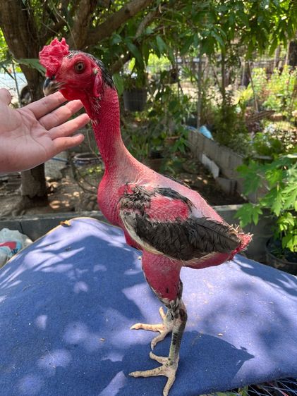 ง่อนร้อยสายเชิงเเผล