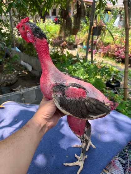 ง่อนร้อยสายเชิงเเผล รูปที่ 8