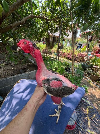 ง่อนร้อยสายเชิงเเผล รูปที่ 9