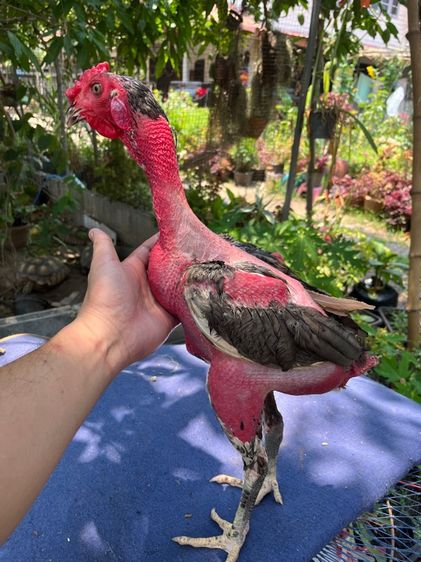 ง่อนร้อยสายเชิงเเผล รูปที่ 6