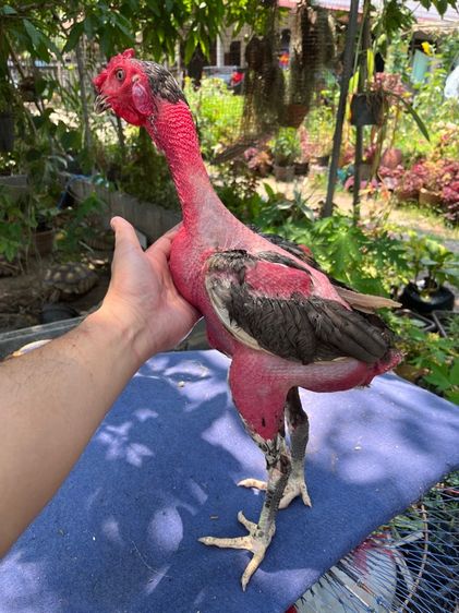 ง่อนร้อยสายเชิงเเผล รูปที่ 5